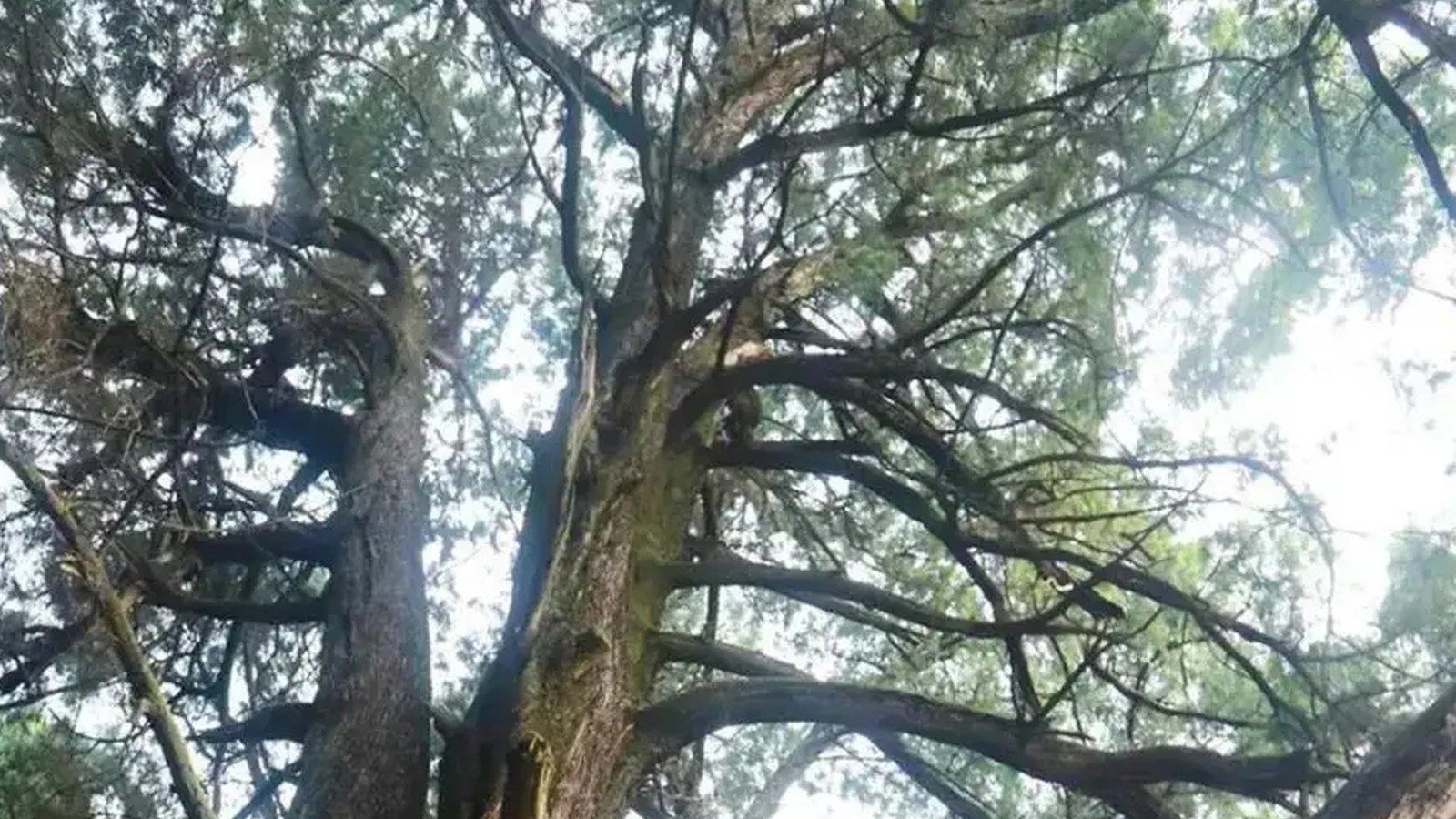 古柏参天